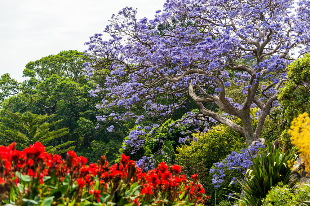 Jardin Botanique Sydney