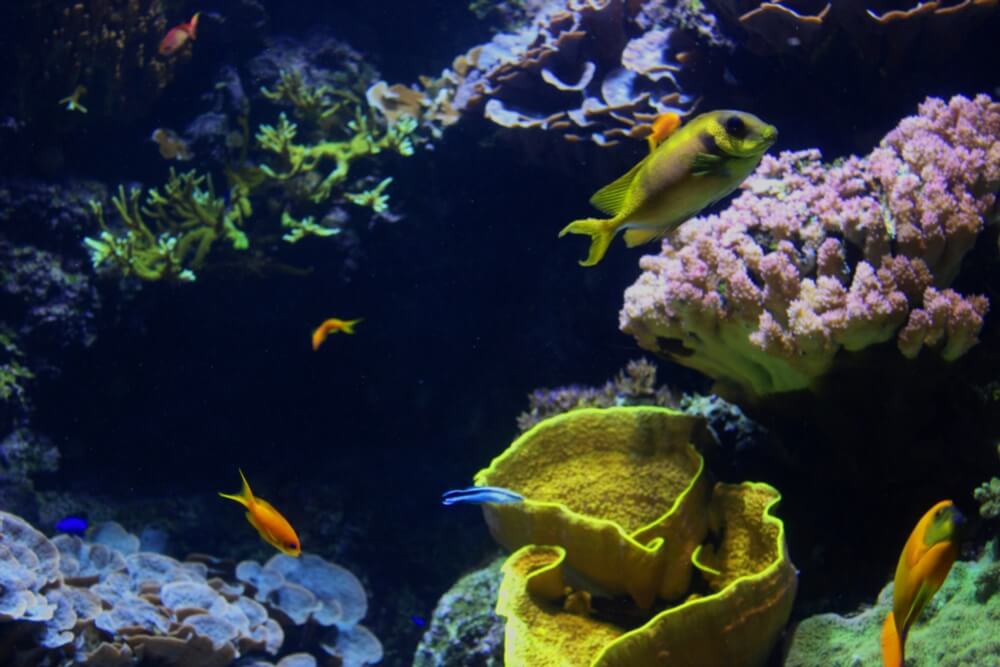 L’aquarium de la Rochelle, l’un des plus grands d’Europe !