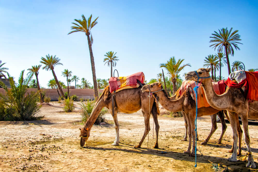 balade chameau palmeraie marrakech maroc