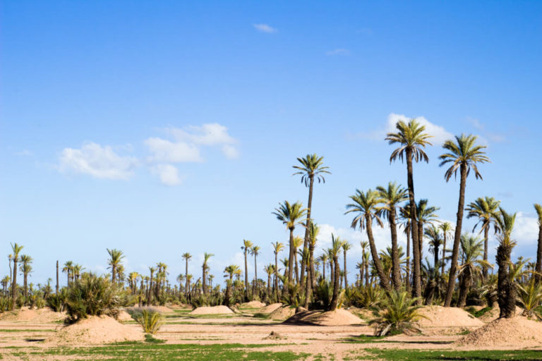 palmeraie marrakech maroc