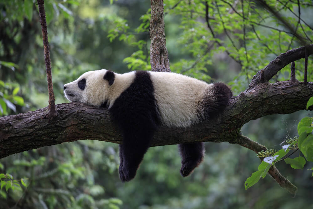panda chine