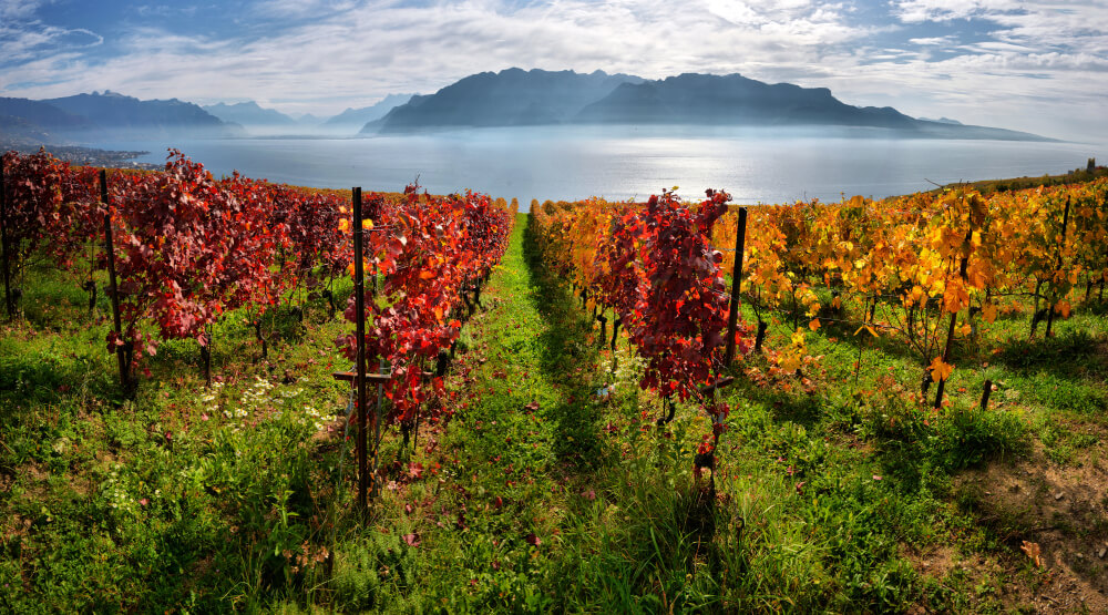 vignes lavaux vaud suisse