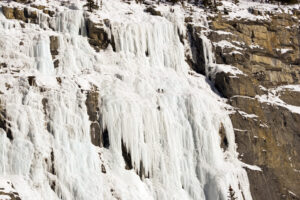 weeping wall gelé (2)