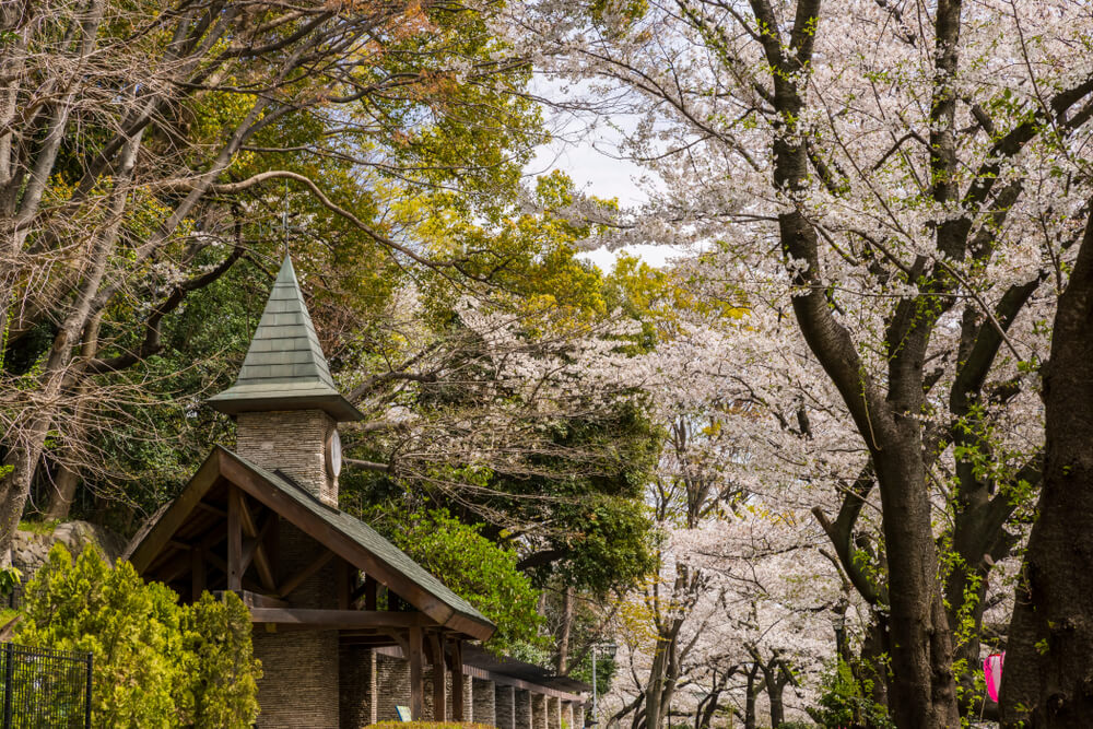 cerisiers parc edogawa tokyo