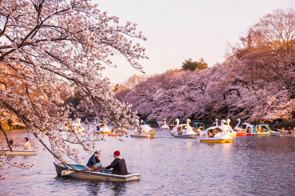 cerisiers parc inokashira tokyo
