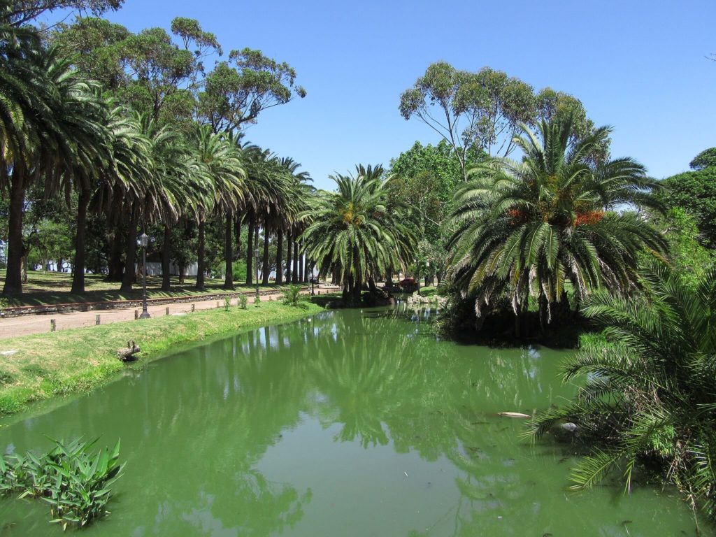 Parque Rodo montevideo palmier