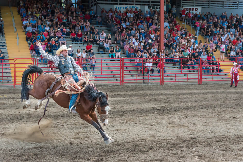 cheval de selle rodeo stampede calgary