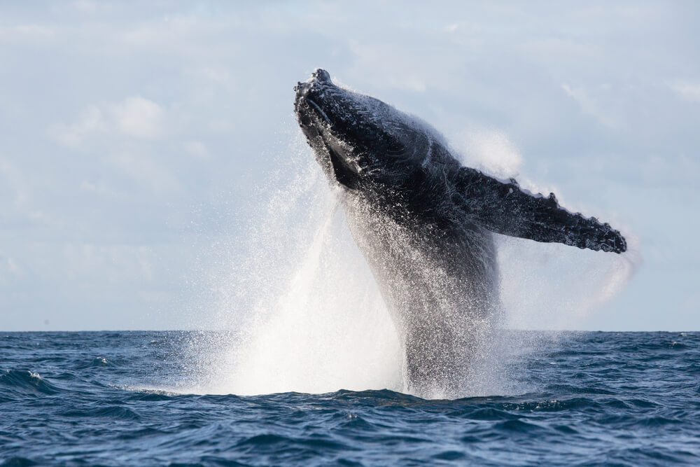 activites sydney observation baleines