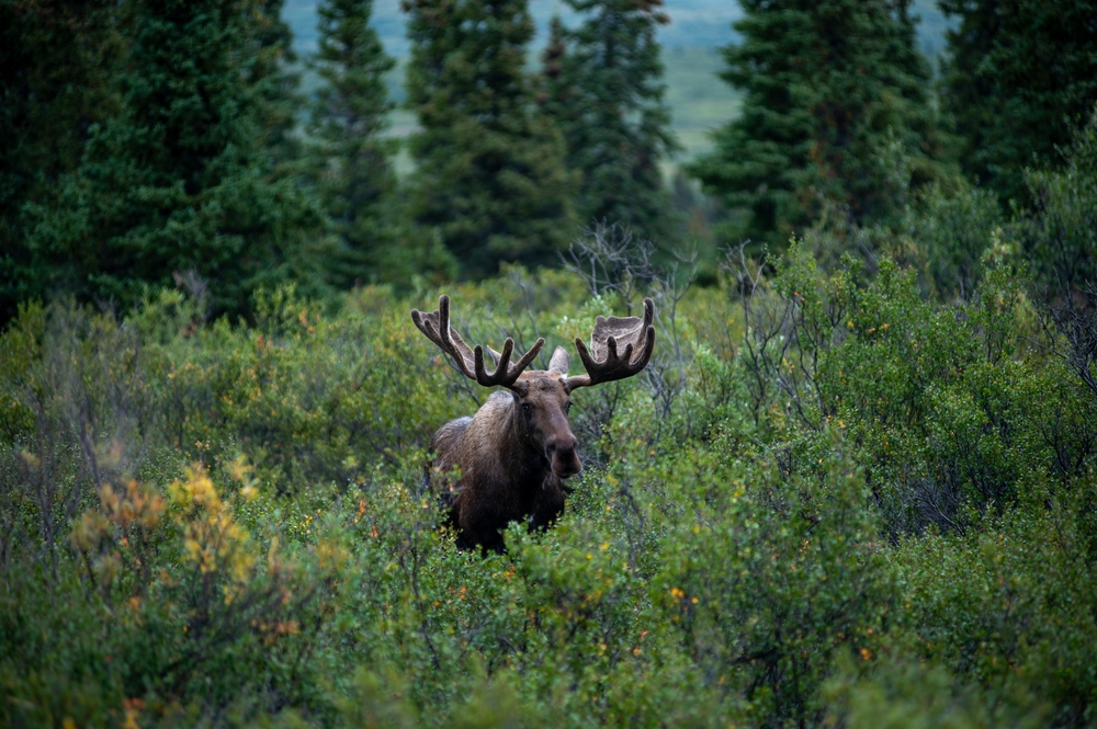 Alaskan,Moose,In,Denali,National,Park