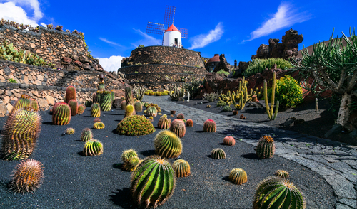Lanzarote,Island, ,Botanical,Cactus,Garden,,Popular,Attraction,In,Canary