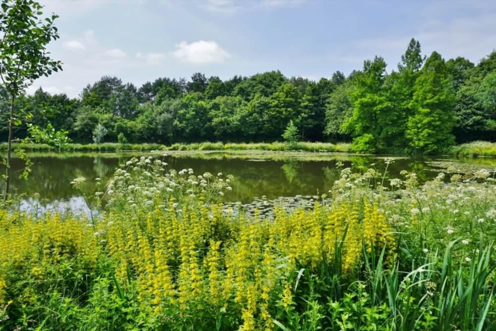 Parc des Gayeulles Rennes