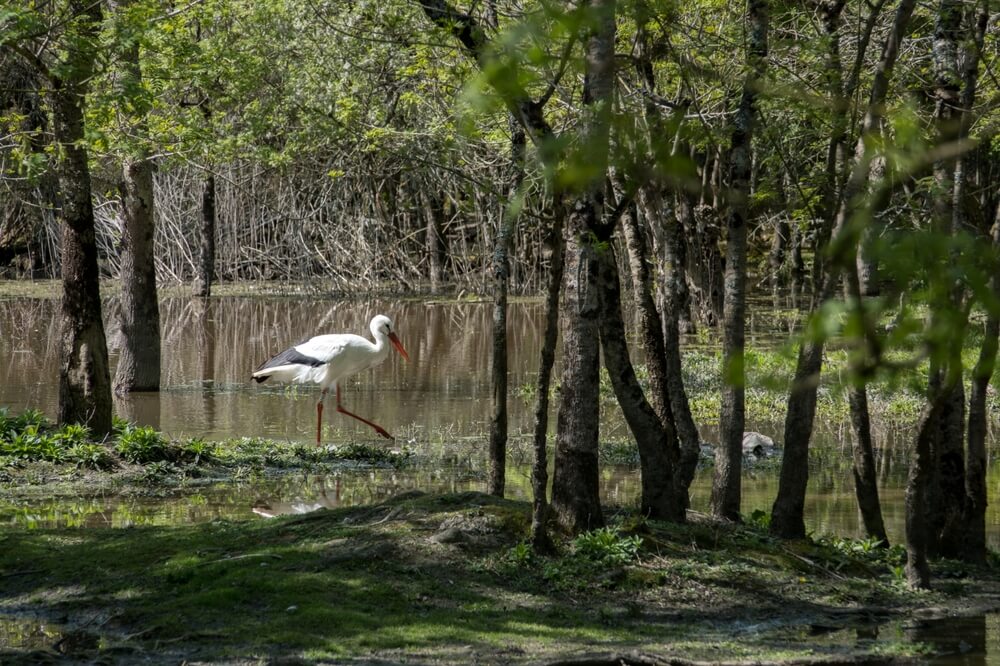 Reserve naturelle Oleron