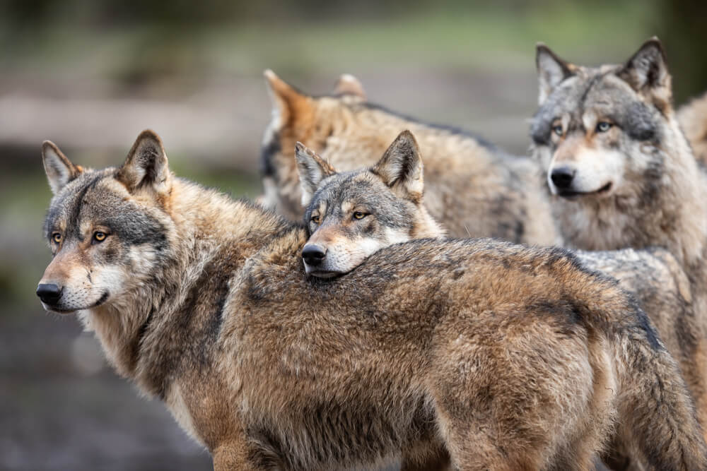 activites Orleans meute de loups Orleans