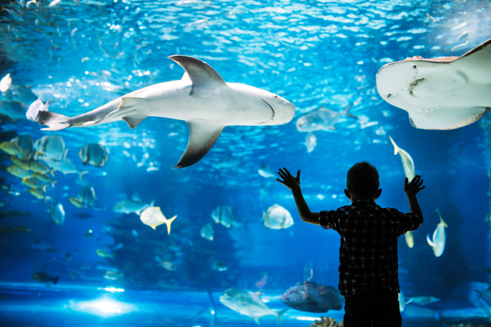 Kid,Watching,The,Shoal,Of,Fish,Swimming,In,Oceanarium