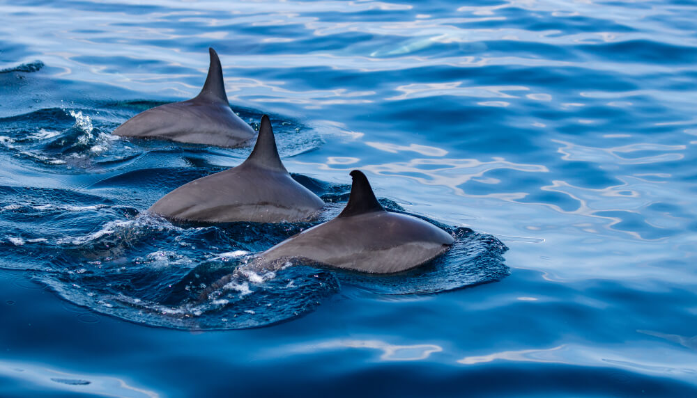 activites lisbonne observation dauphins