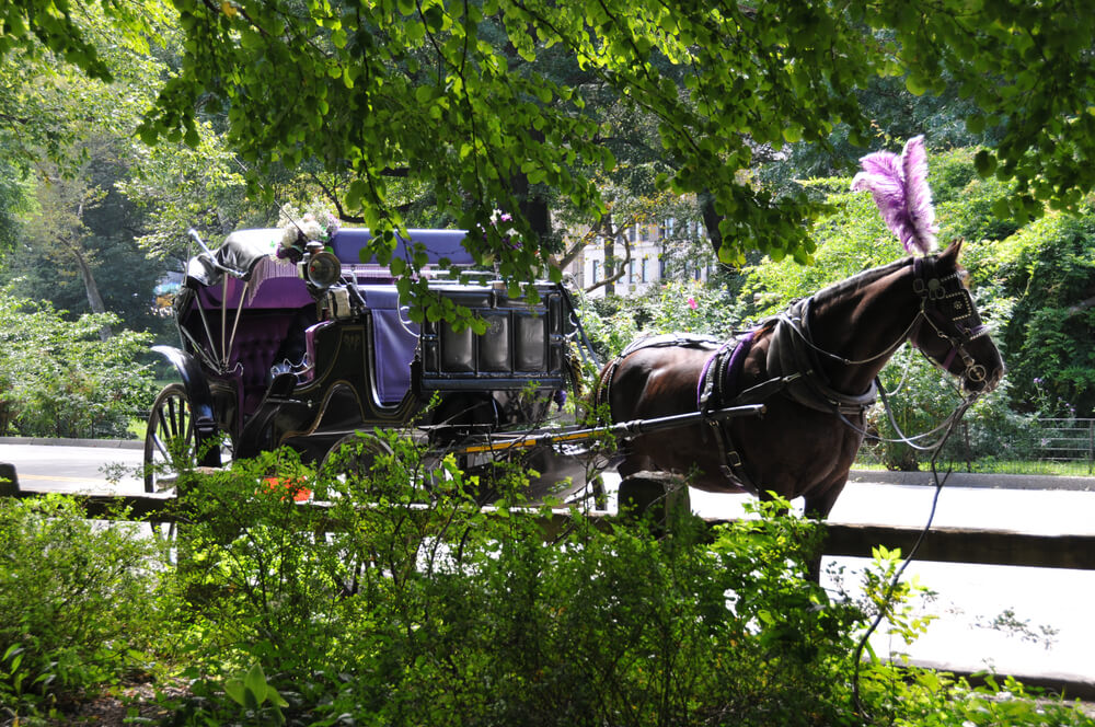 activites new york caleche central park