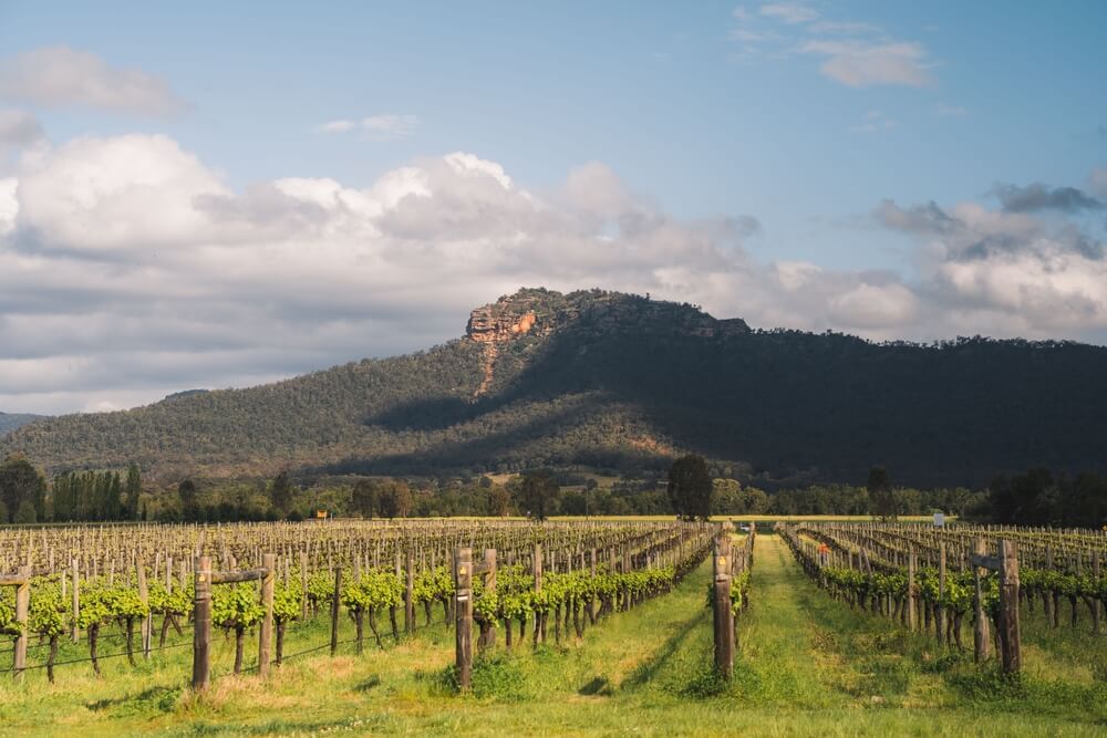 activites sydney degustation vins hunter valley