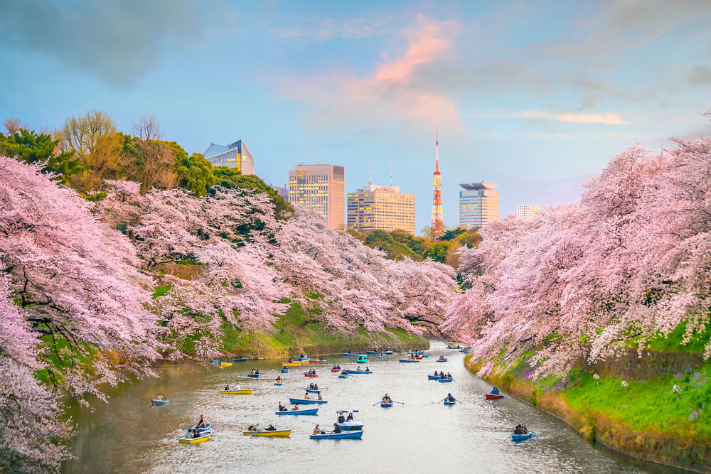 cerisiers chidori gafuchi tokyo