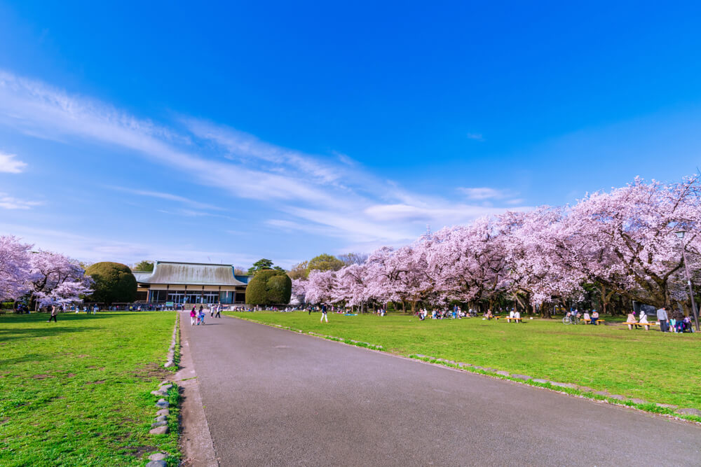 cerisiers koganei tokyo