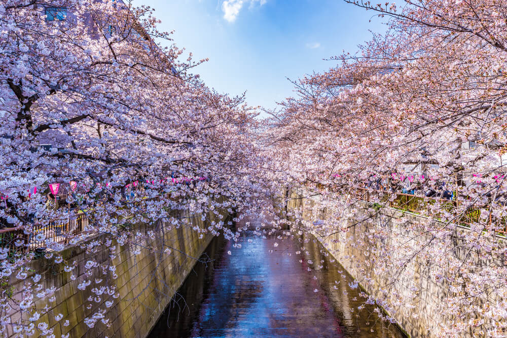 cerisiers meguro gawa tokyo