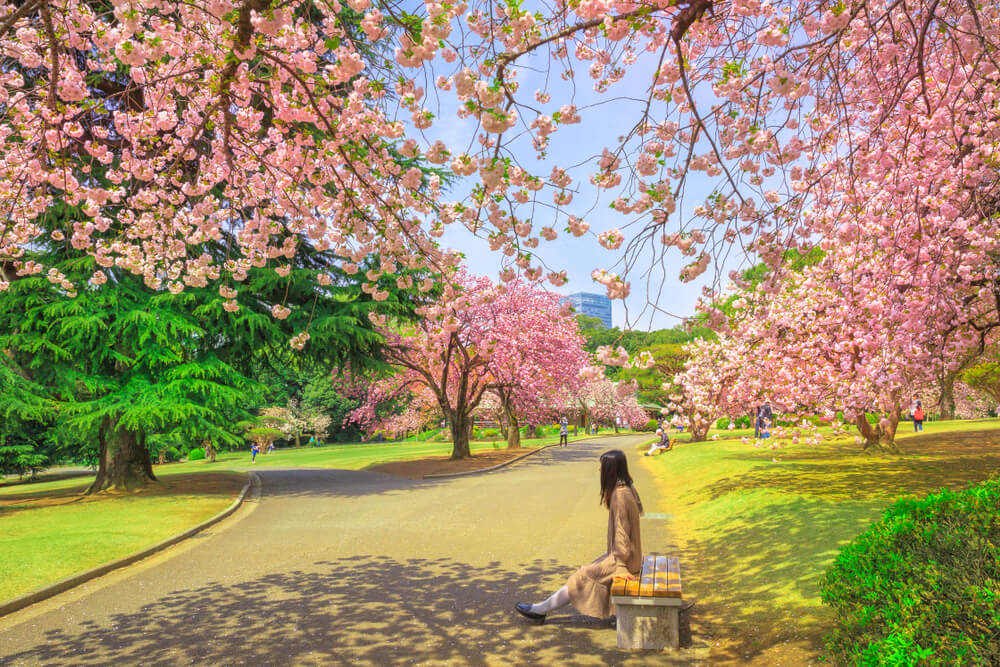 cerisiers parc shinjuku gyoen tokyo