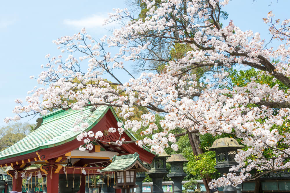 cerisiers parc ueno tokyo