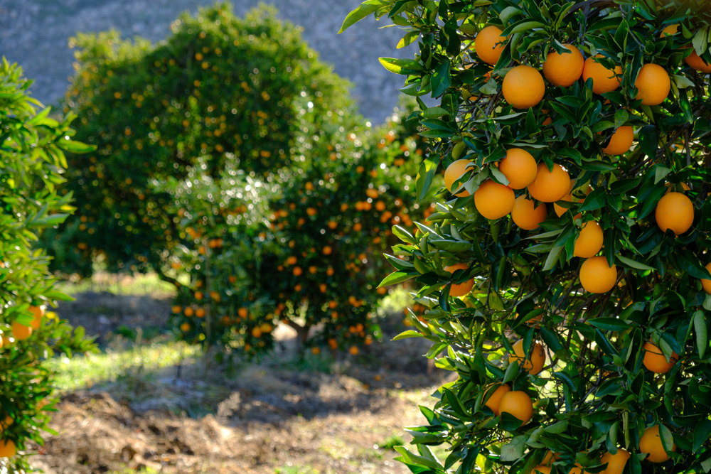 Oranges,On,Tree,In,An,Orchard.