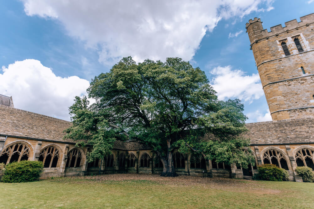 new college harry potter tree