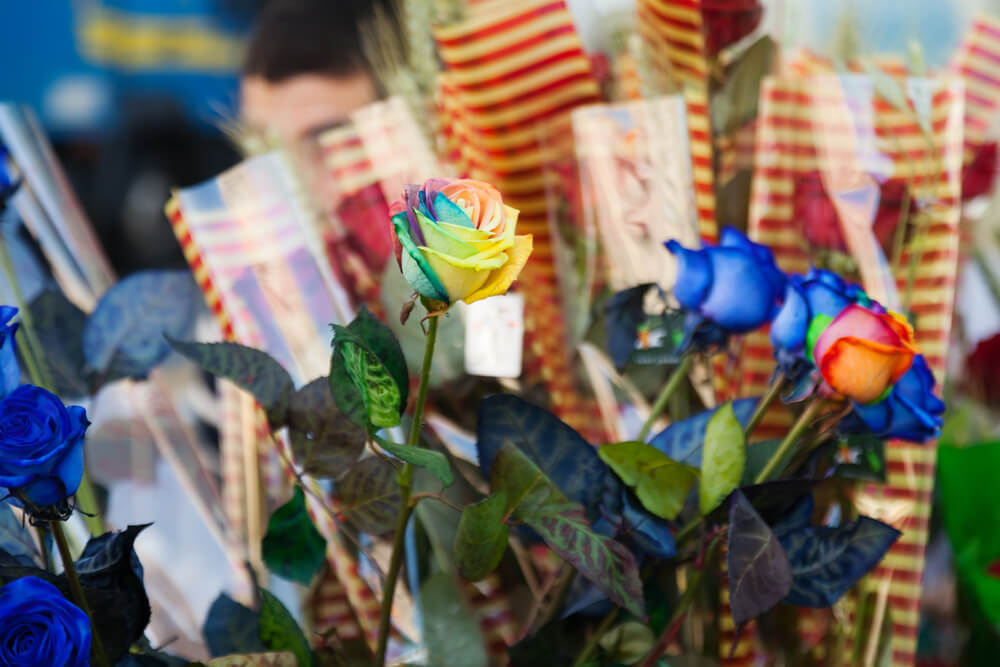 roses couleur sant jordi