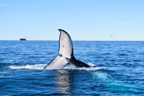 Whales,And,Whale,Tails,Near,Cronulla,,Sydney.,Whale,Tail,And