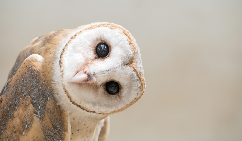 Common,Barn,Owl,(,Tyto,Albahead,),Head,Close,Up