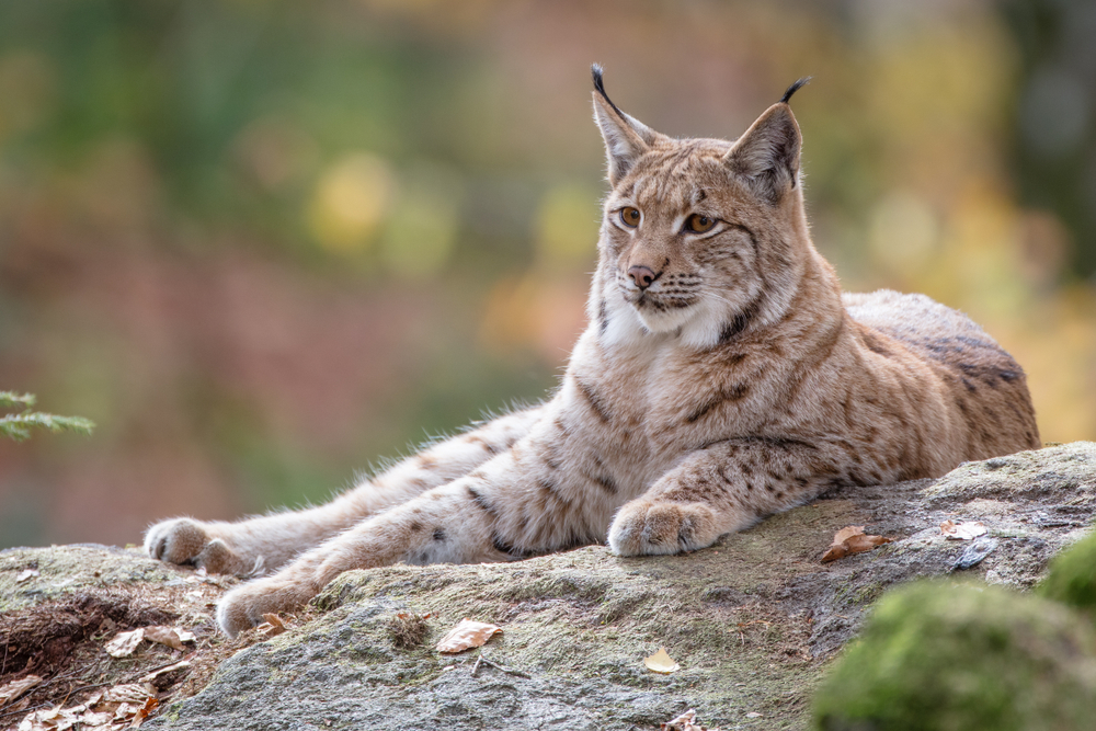 Portrait,Of,A,Eurasian,Lynx,Lying,On,A,Rock,,Blurred