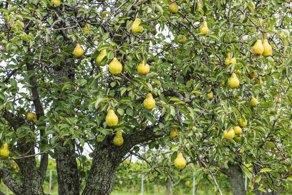 specialites Orleans Fruits et legumes