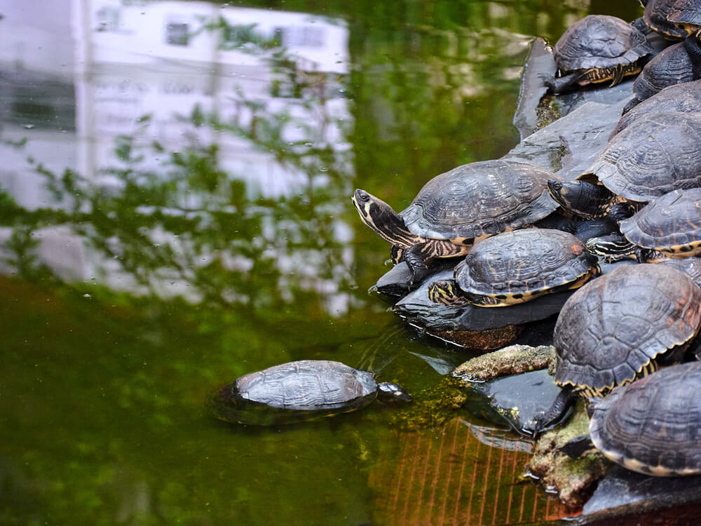 tortues de la gare dAtocha