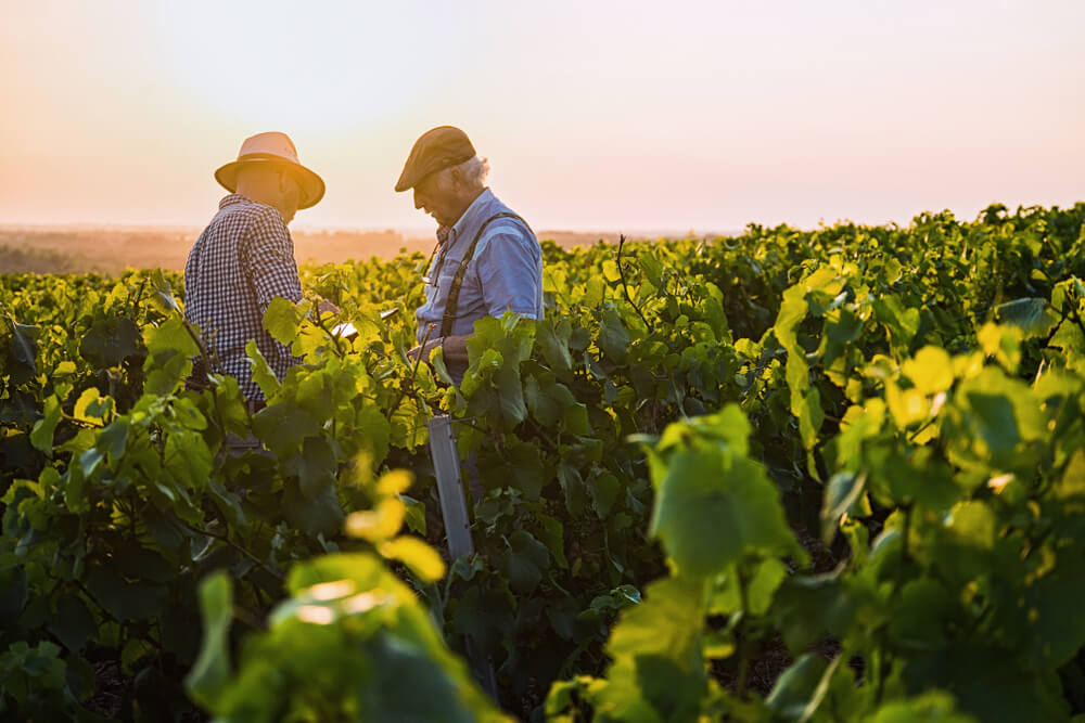 vendanges vignerons