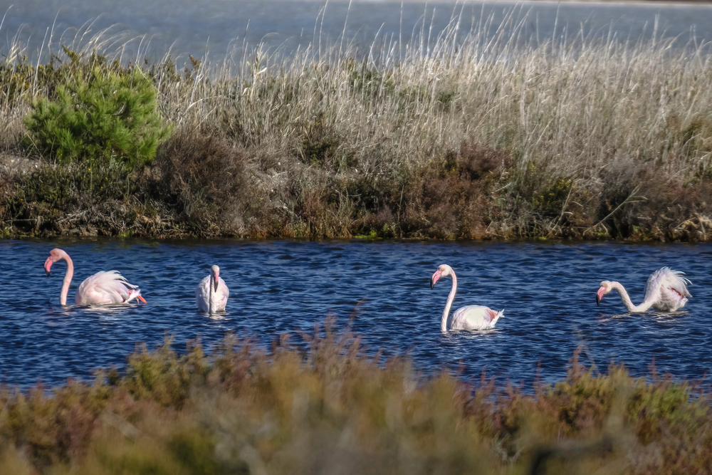 Pink,Flamingos,In,The,Reserve.,Saltworks,Of,Pesquiers,,hyères,France