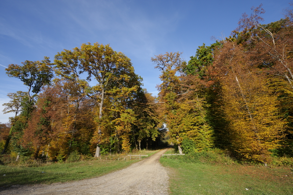 Lane,In,Forest,Of,Compiegne,,France