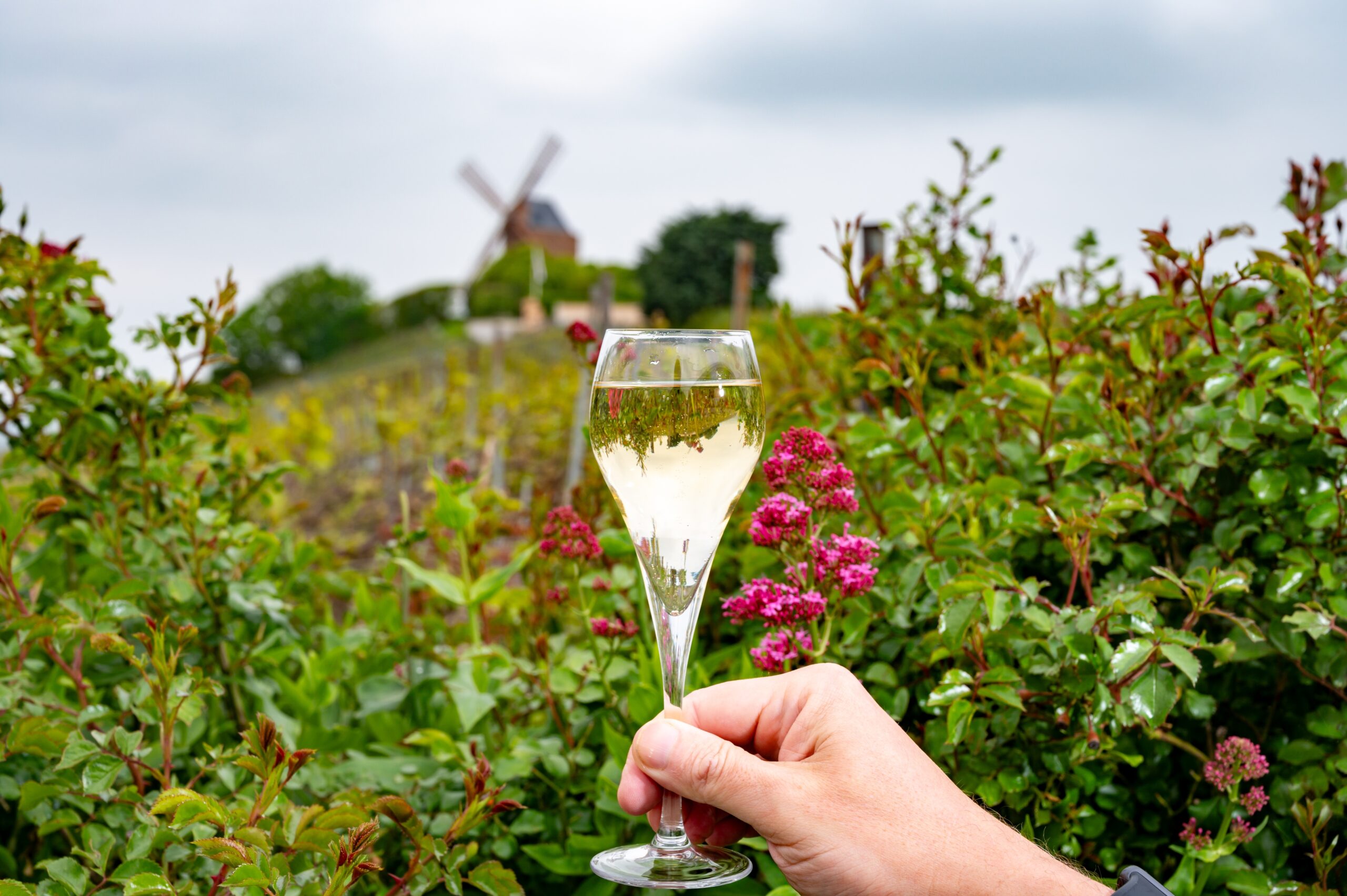 Tasting,Of,Brut,Champagne,Sparkling,Wine,Outdoor,With,View,On