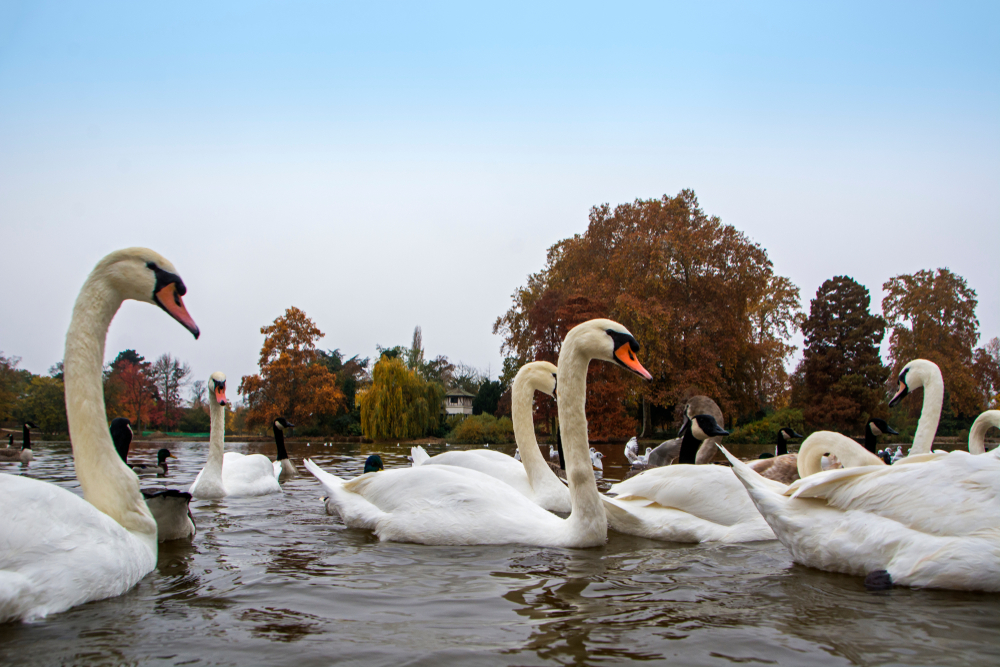 Beautiful,White,Swans,(cygnus,Olor),In,Lake,In,The,Vincennes