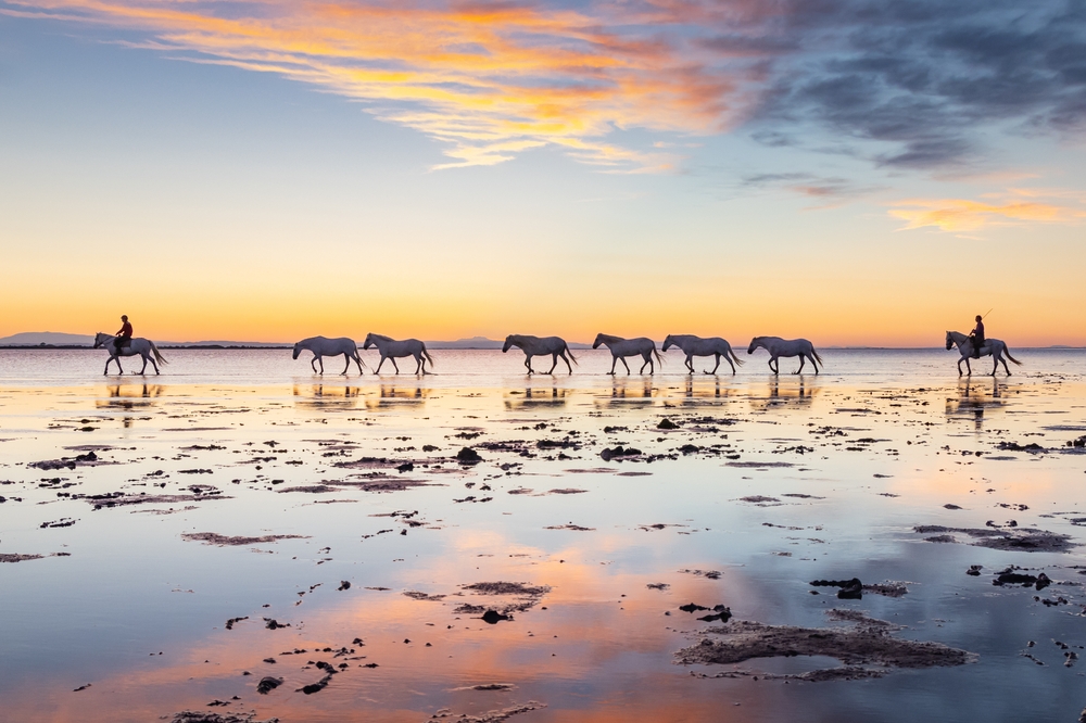 Camargue