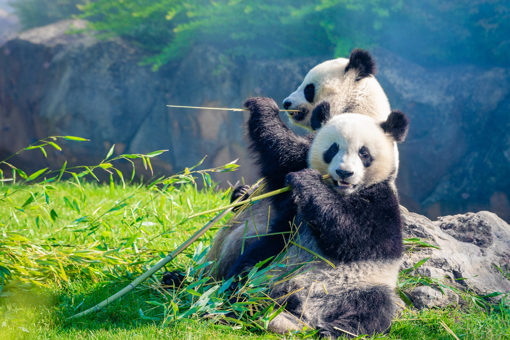 Mother,Panda,And,Her,Baby,Panda,Are,Snuggling,And,Eating