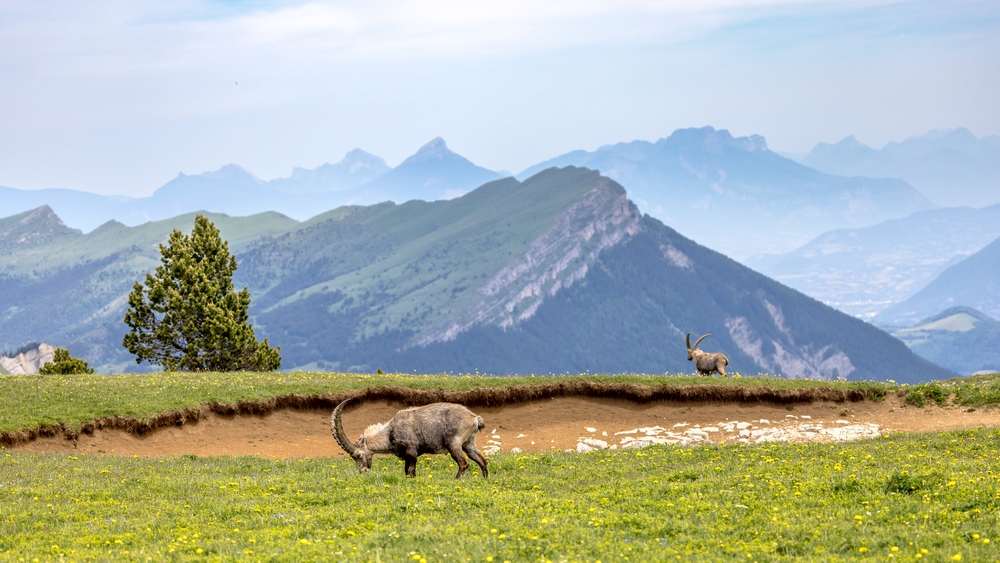 Vercors,Landscape,Seen,From,The,Combeau,Valley,,France