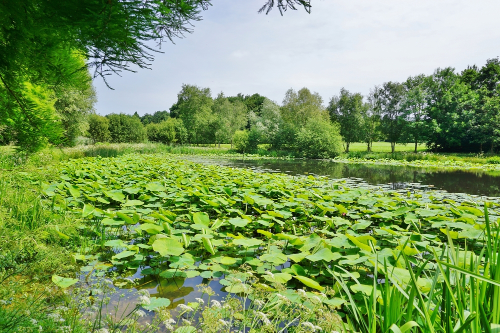 Rennes,,France, 14,June,2015 ,The,Parc,Des,Gayeulles,,A