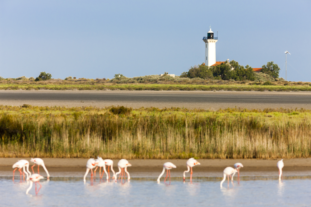 Flamingos,And,Gacholle,Lighthouse,,Parc,Regional,De,Camargue,,Provence,,France