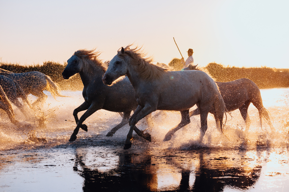 Herd,Of,Wild,White,Horses,Running,On,Water,At,Sunset.
