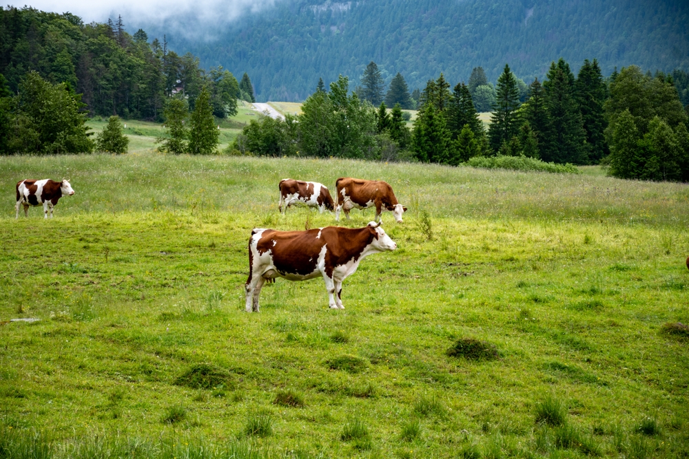 Producing,And,Aging,Of,Wheels,Of,Comte,Cheese,In,Jura,