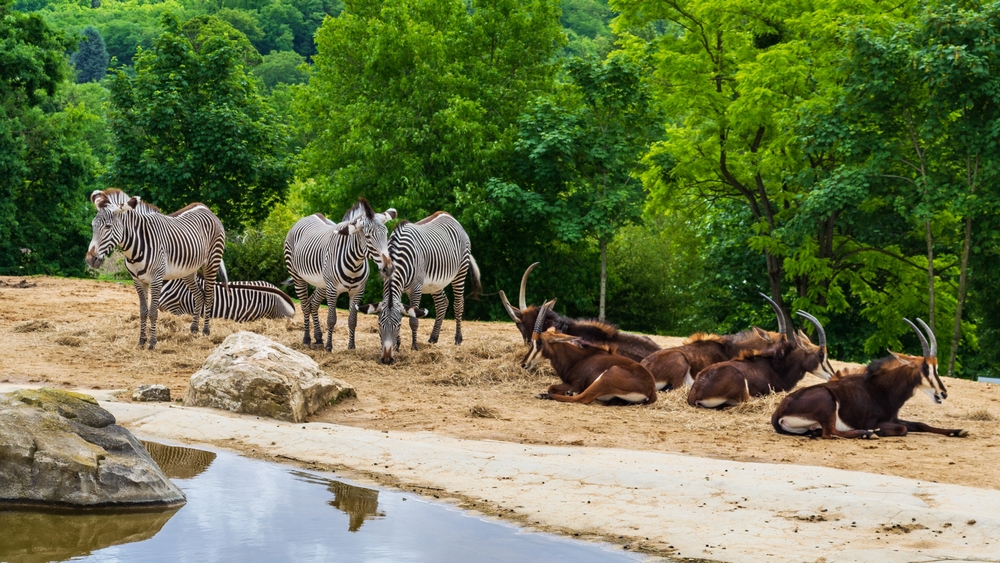 zoo-de-beauval