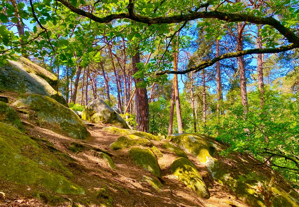 Forêt de Fontainebleau