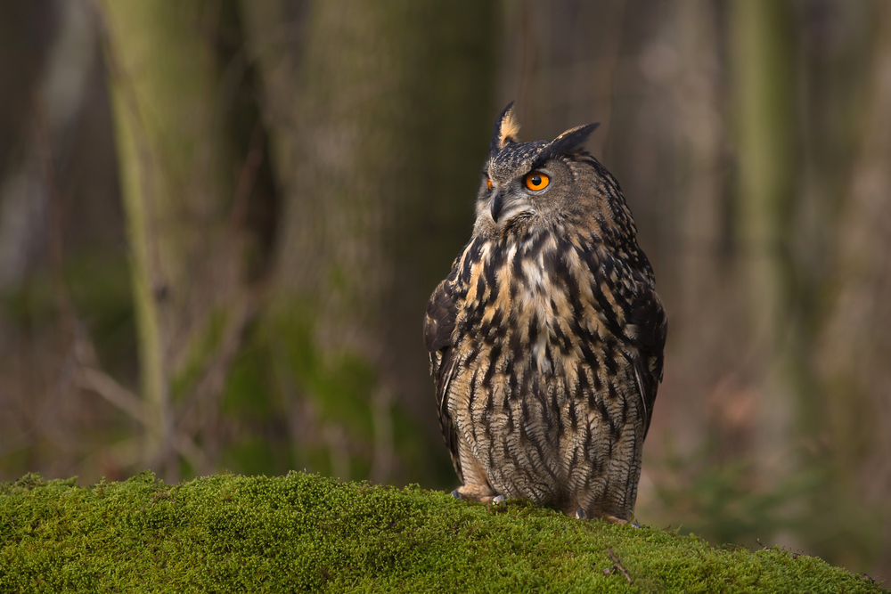 Eurasian,Eagle owl,(bubo,Bubo),Is,A,Species,Of,Eagle owl.,It