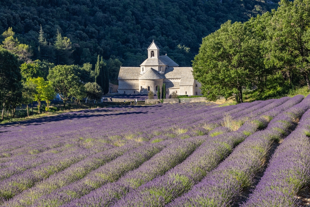 Gordes,,Vaucluse,,Provence alpes cote,D'azur,,France.,July,7,,2022.,Lavendar,At